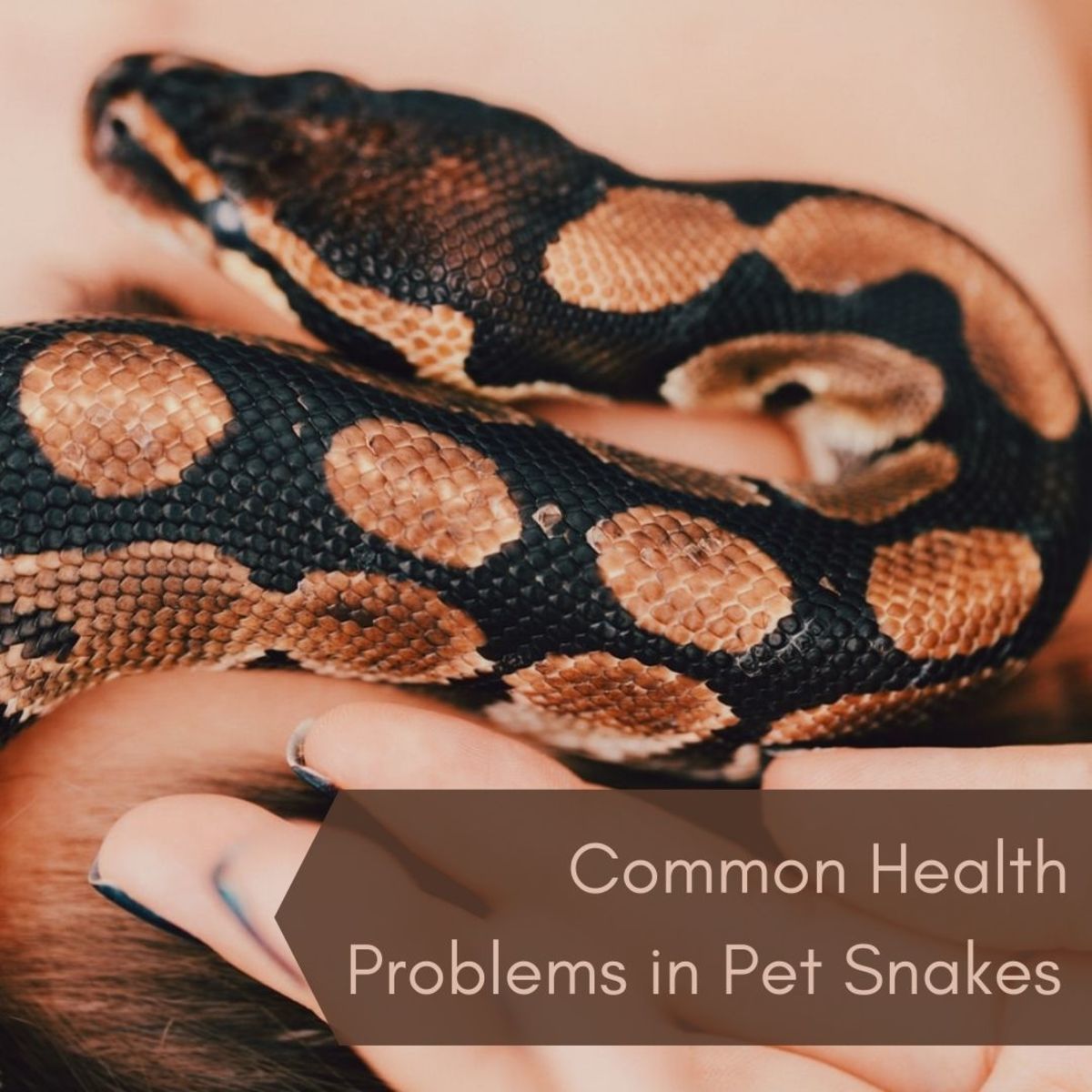 Common Health Problems In Pet Snakes Pethelpful