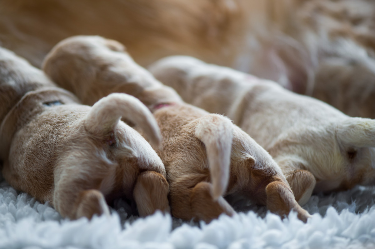 New Golden Retriever Is So Tiny It Barely Fits In Mom S Hands Pet News