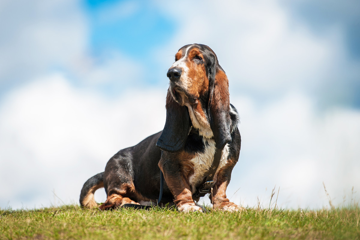 Basset hound lick