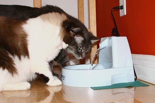 How to Choose the Best Cat Water Fountain or Bubbler - PetHelpful