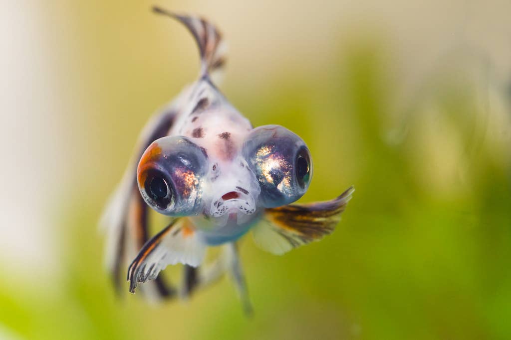 R Fish Smart Are Fish Smart? Measuring the Intelligence of Aquarium Fish - PetHelpful