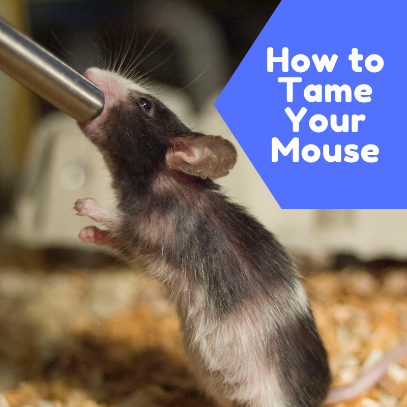 How to Bond With Your Pet Mouse and Get It to Like You - PetHelpful