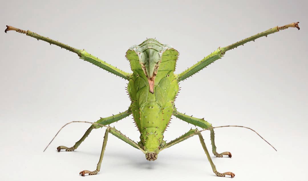 Everything You Want to Know About Keeping Phasmids as Pets - PetHelpful