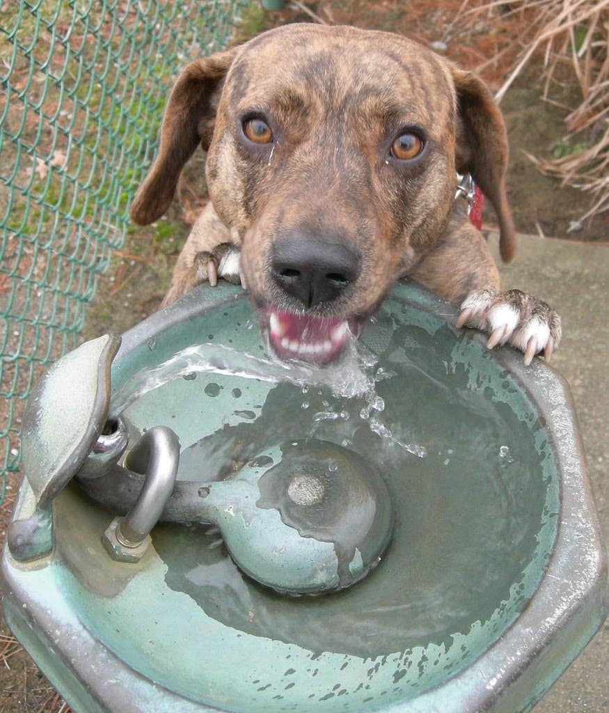 How to Use Apple Cider Vinegar for Your Dog's Health Needs - PetHelpful