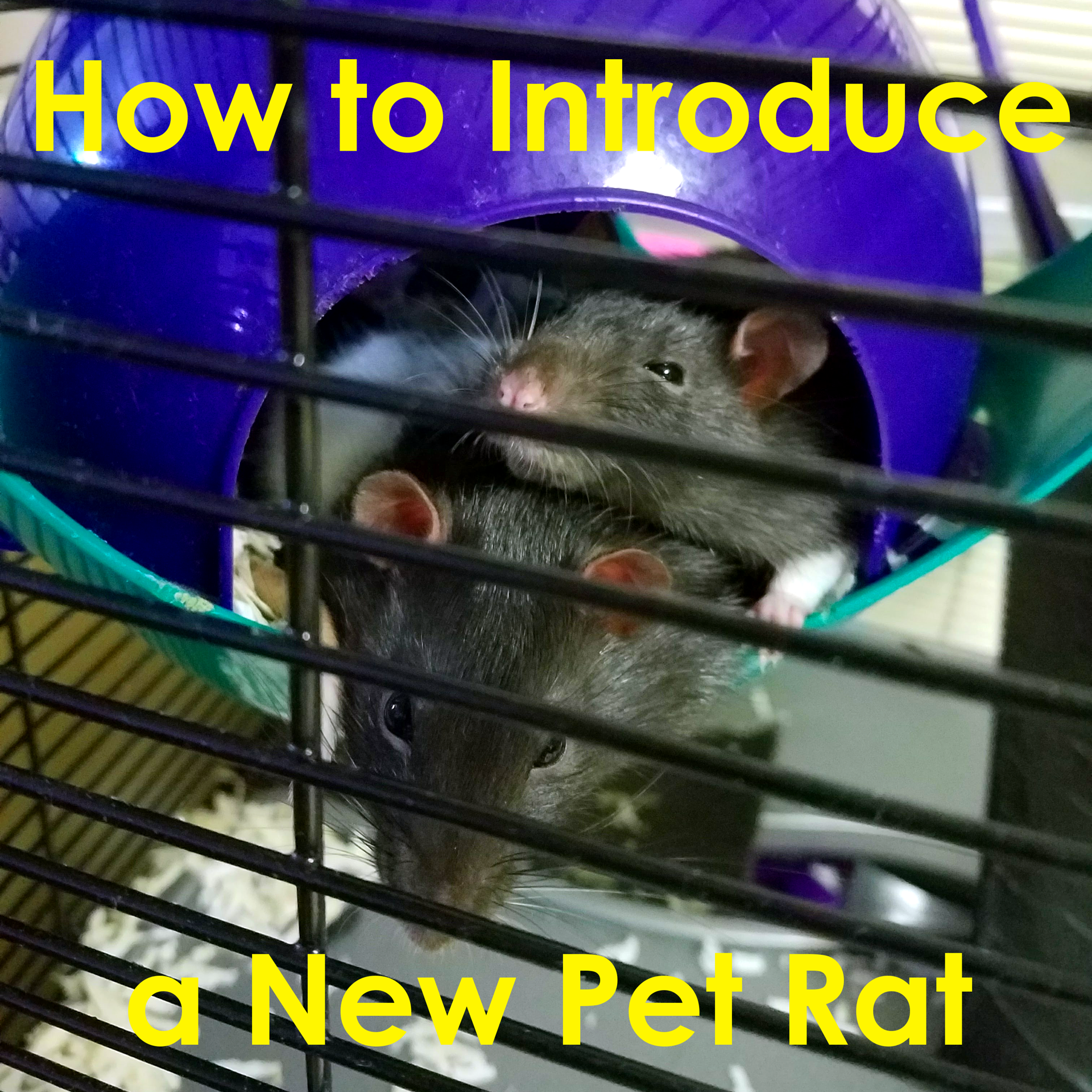 Introduced Rats How to Introduce a New Pet Rat - PetHelpful