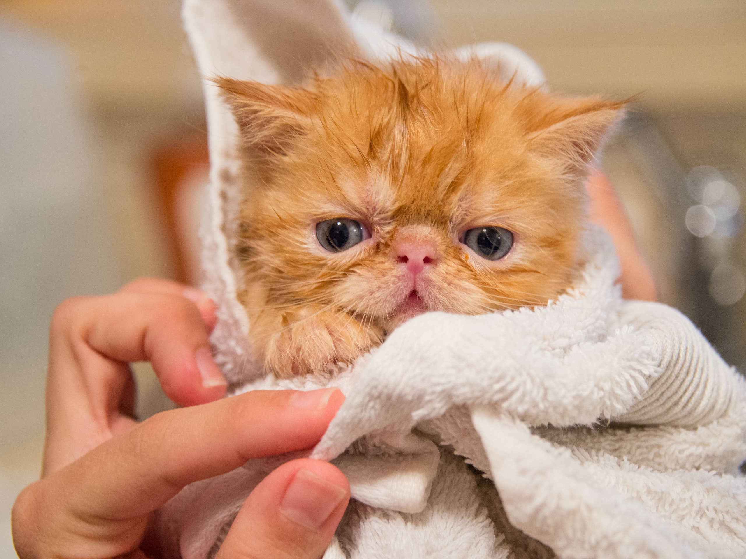What's the smartest way to bathe a cat?
