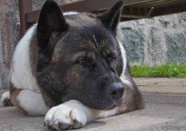 Stories About the Most Faithful Dogs - PetHelpful