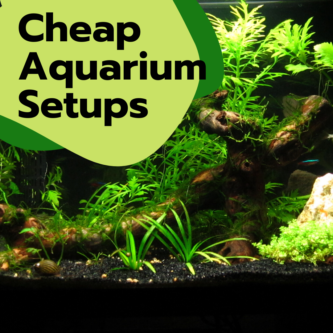 Curated visual reference: Gallery Detail: Cheap Alternatives For An Aquarium Setup