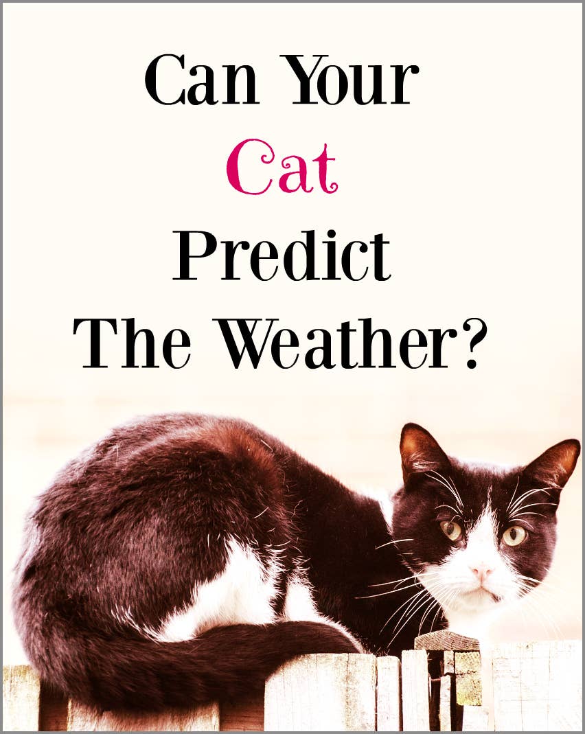 Can Your Cat Predict the Weather? - PetHelpful