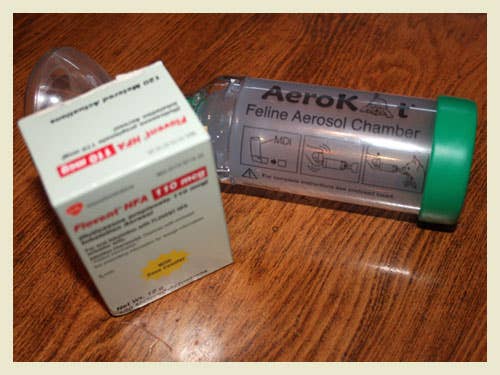 cats-with-asthma-the-aerokat-