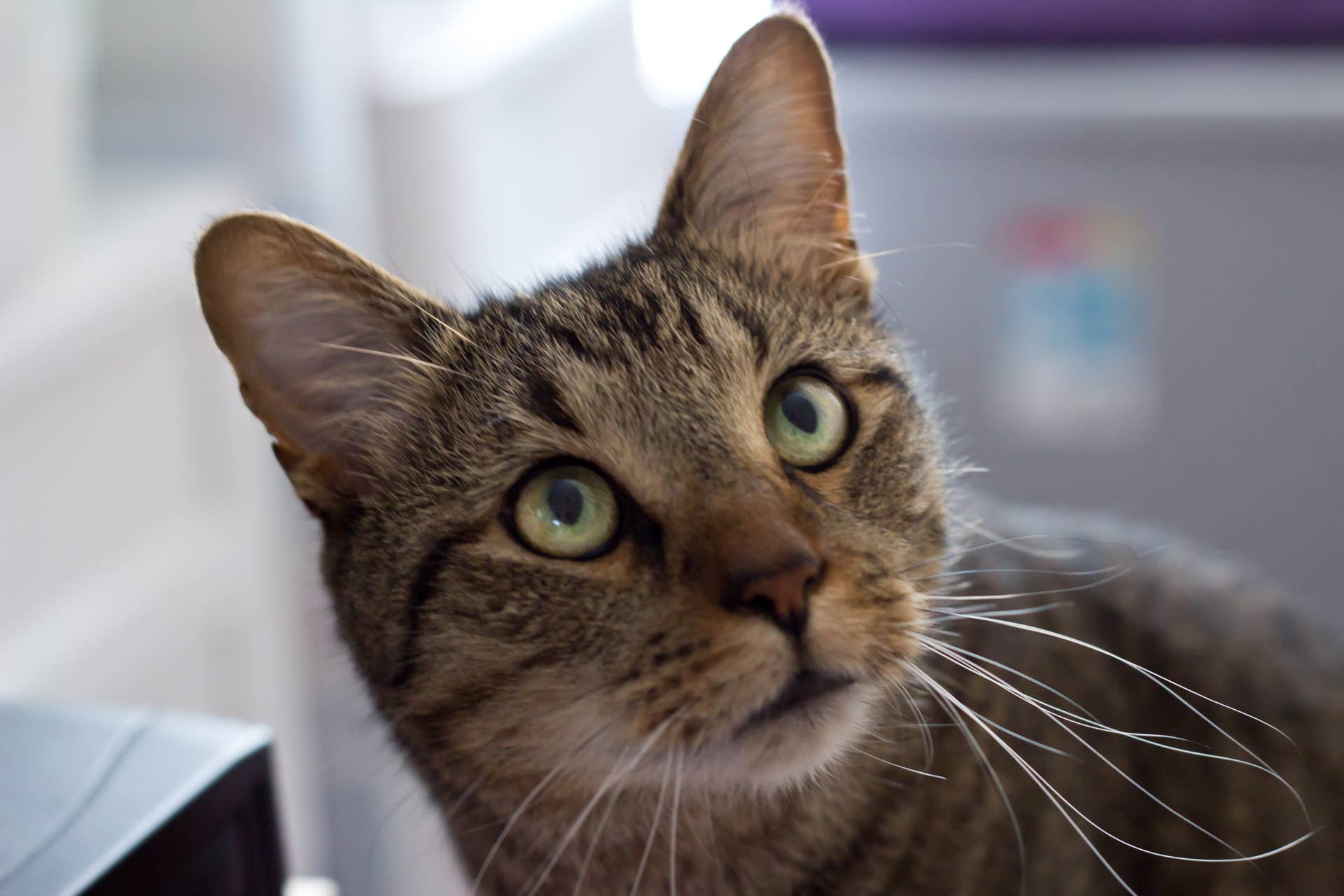How To Take Care of Tabby Cats - PetHelpful