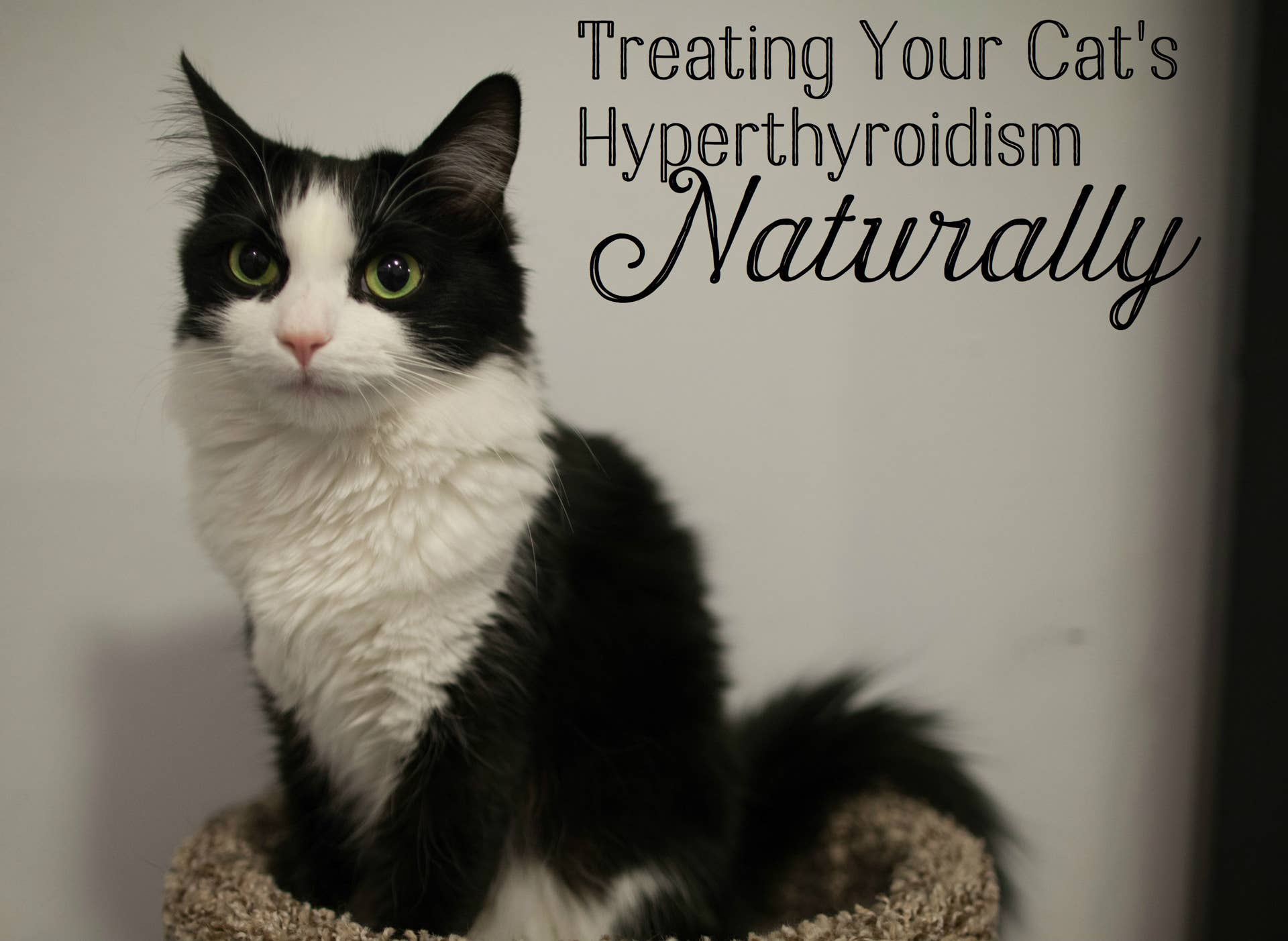 How to Help a Cat With Hyperthyroidism Naturally: Effective Tips