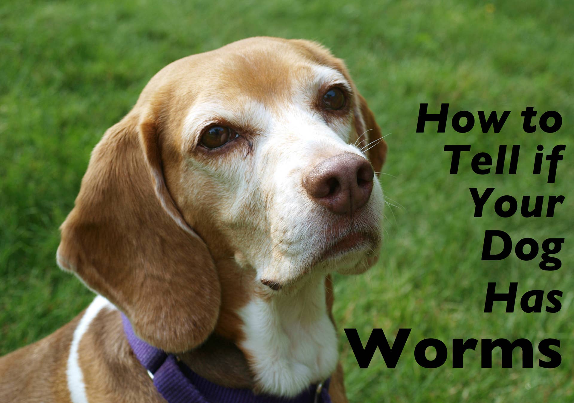 How to Tell if Your Dog Has Worms - PetHelpful