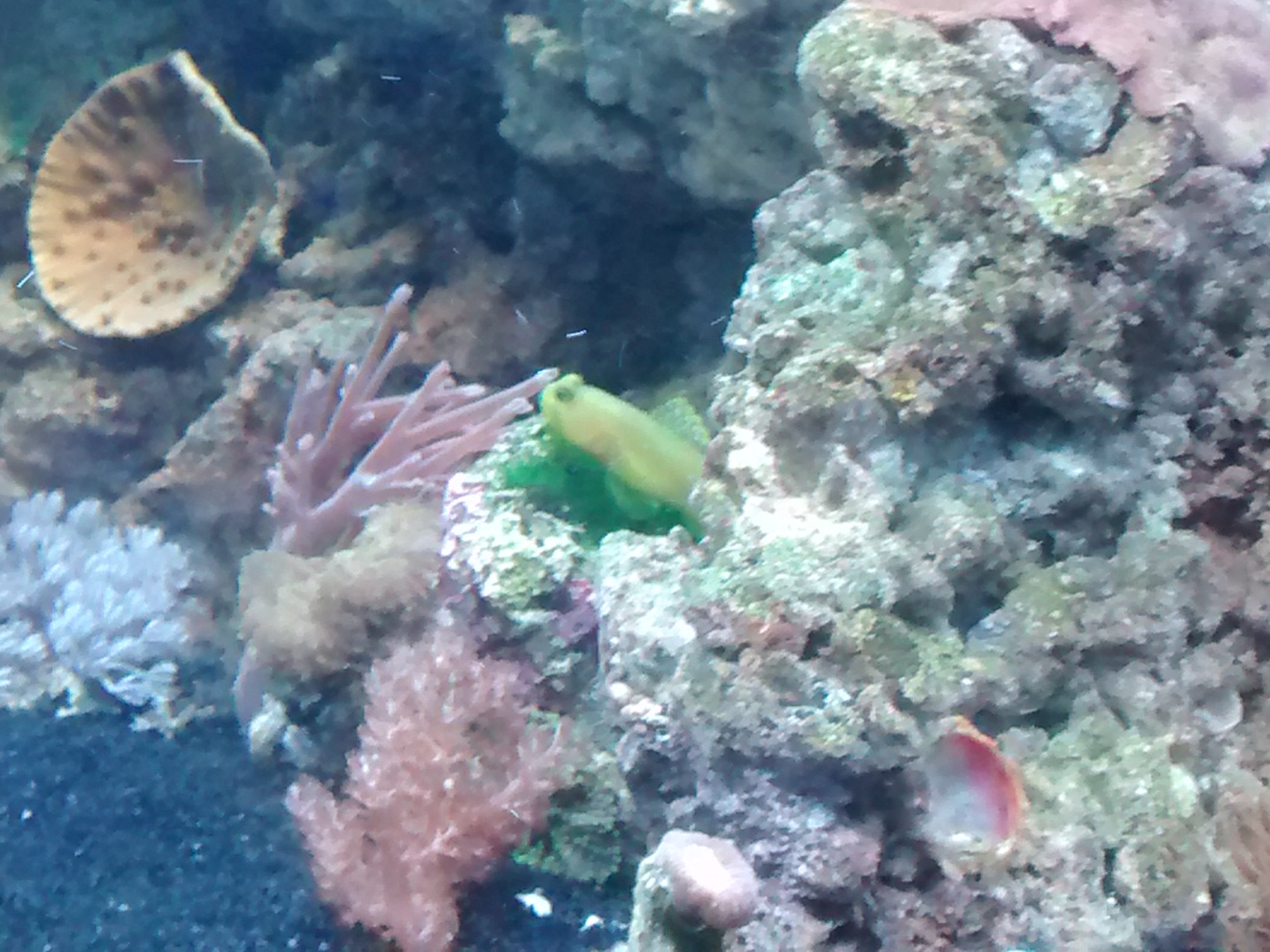 Curated visual reference: How To Set Up A Saltwater Marine Reef Aquarium Photo Inspiration