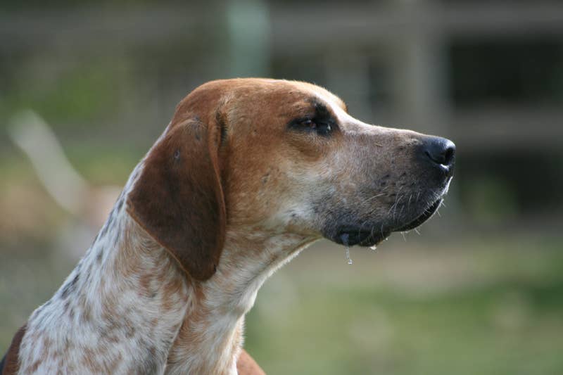 Dogs 101: 10 Popular Hound Breeds - PetHelpful