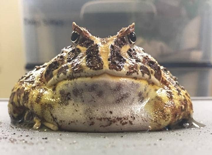 Picture of Pacman Frog Care: Food, Habitat, Temperature, and More - PetHelpful