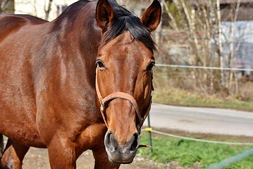 MORS VERDUN A ROULEAUX HARRY HORSE