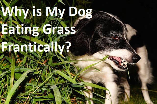 Why Is My Dog Eating Grass Frantically? 6 Possible Reasons - PetHelpful