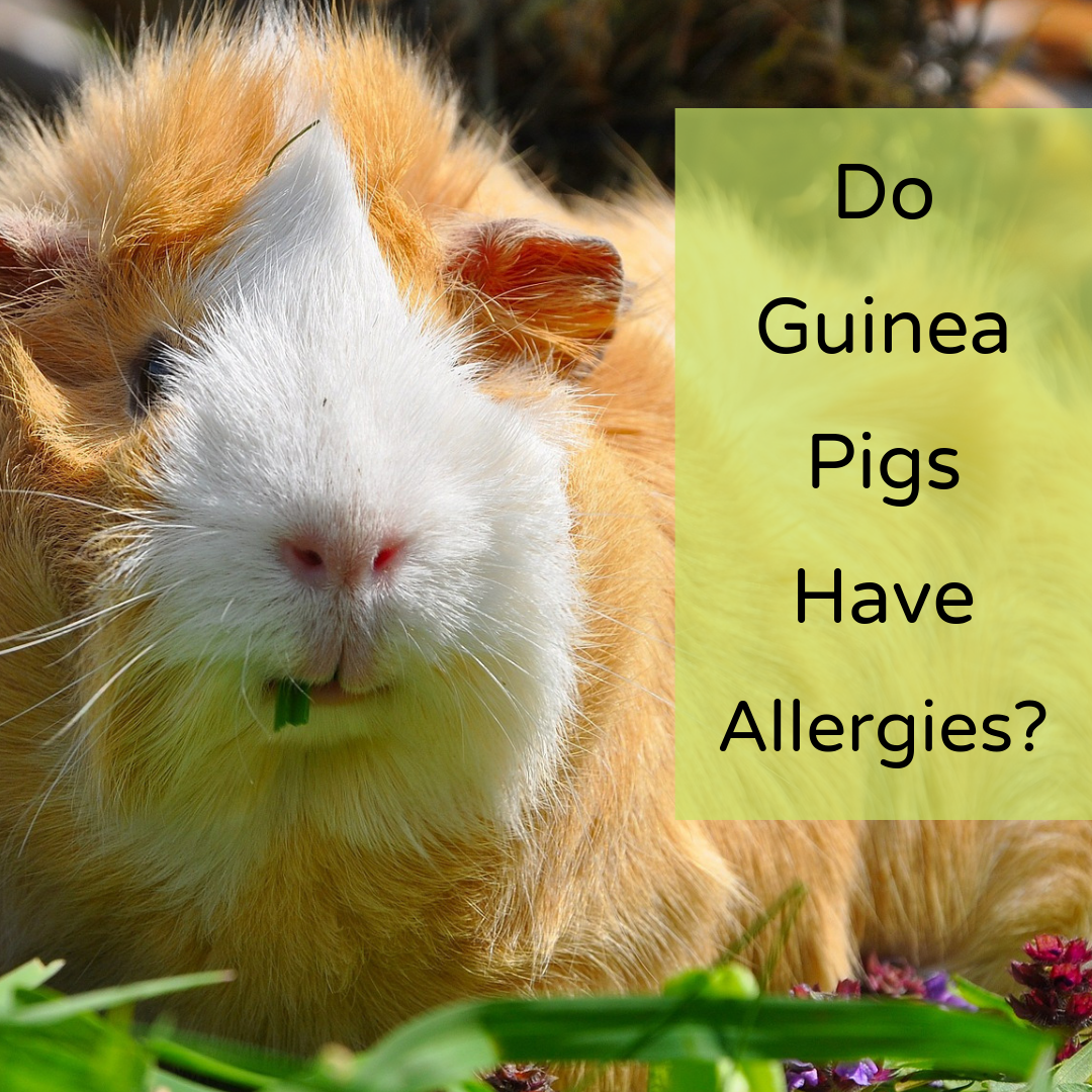 What are Guinea Pigs Allergic to? - PetHelpful