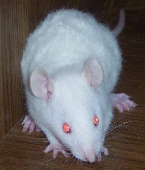 What Kinds of Fancy Rats Are There? (Genetic Anomalies in Rats ...
