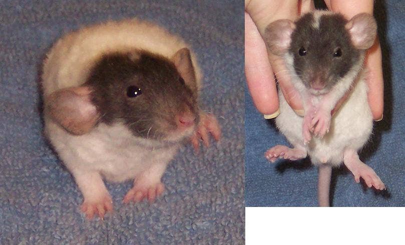 What Kinds of Fancy Rats Are There? (Genetic Anomalies in Rats ...