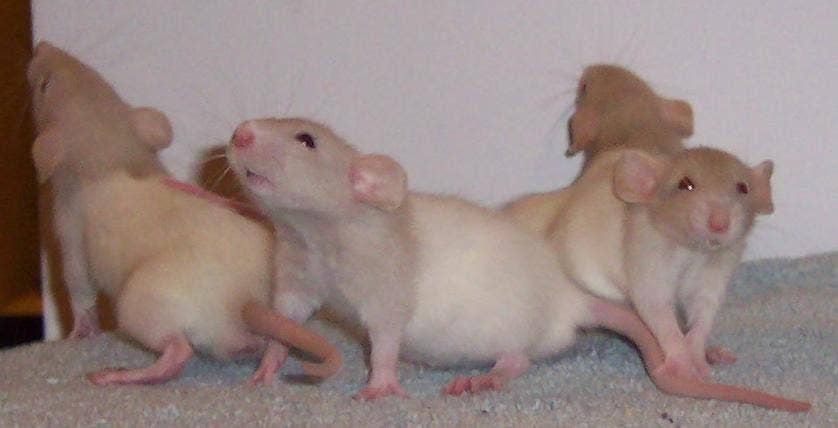 What Kinds of Fancy Rats Are There? (Genetic Anomalies in Rats ...