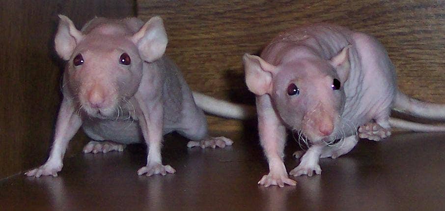 What Kinds of Fancy Rats Are There? (Genetic Anomalies in Rats ...