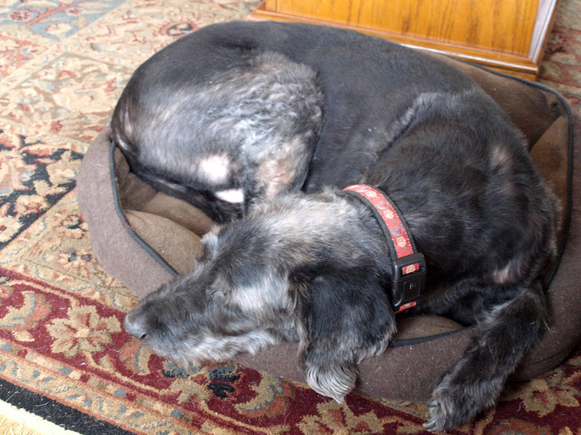Senior Labradoodle How to Care for an Elderly or Aging Dog - PetHelpful