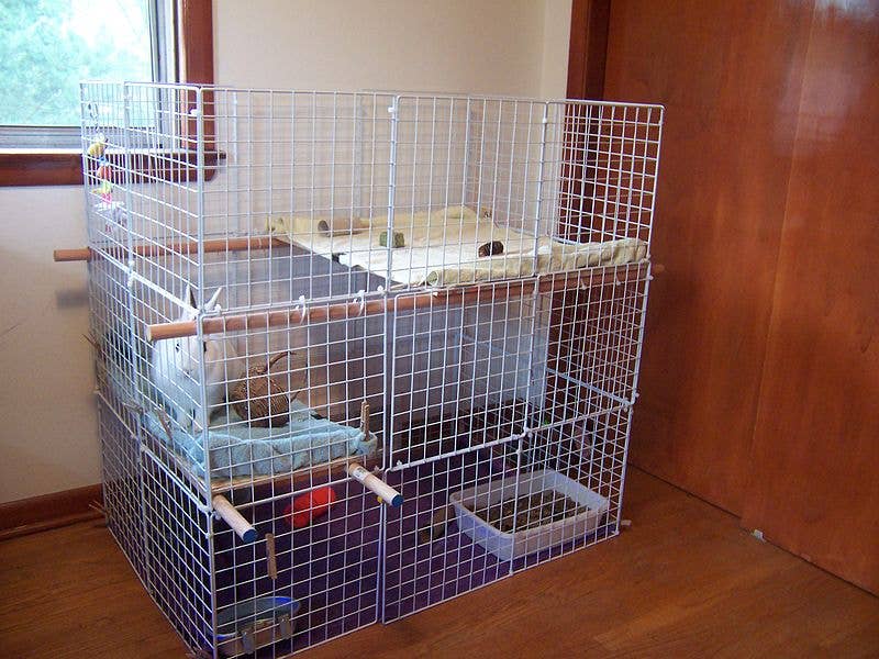 How to Help Pet Rabbits Adjust to a New Home - PetHelpful