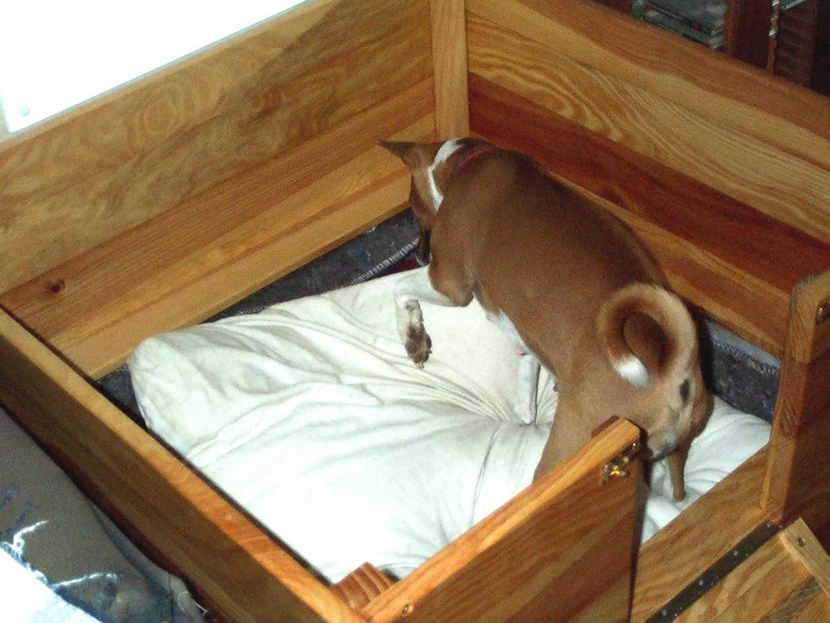What to Expect When Your Pregnant Dog Is Expecting Puppies - PetHelpful
