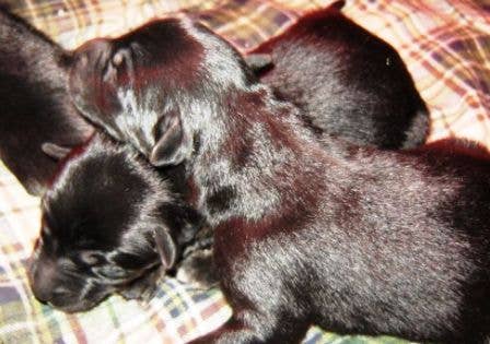 What to Expect When Your Pregnant Dog Is Expecting Puppies - PetHelpful