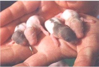 How to Care for Pregnant Rats and Baby Rats - PetHelpful