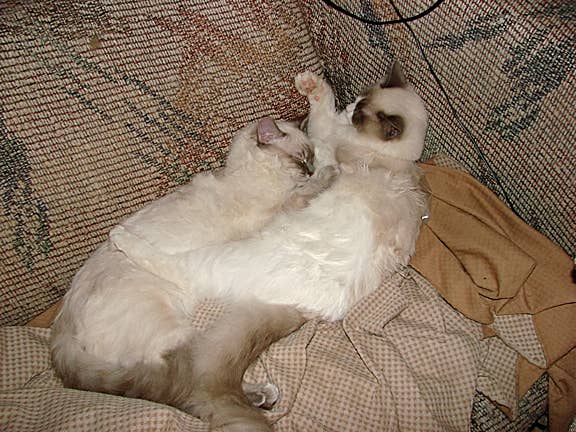 Ragdoll Cat Breed Facts, Photos, and Care Tips - PetHelpful