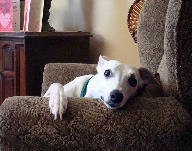 5 Best Dog Breeds for Lazy People and Slackers - PetHelpful