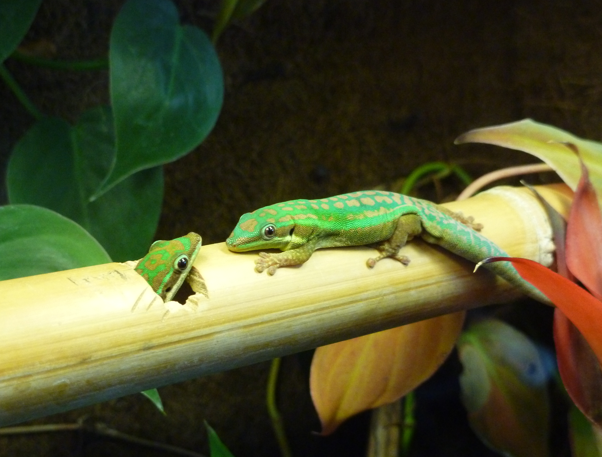 4 Best Types of Pet Geckos - PetHelpful