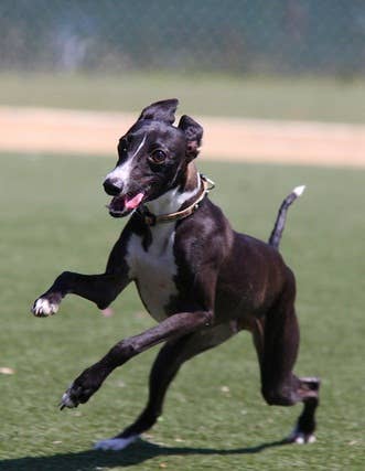 5 Best Small Miniature Dog Breeds - PetHelpful