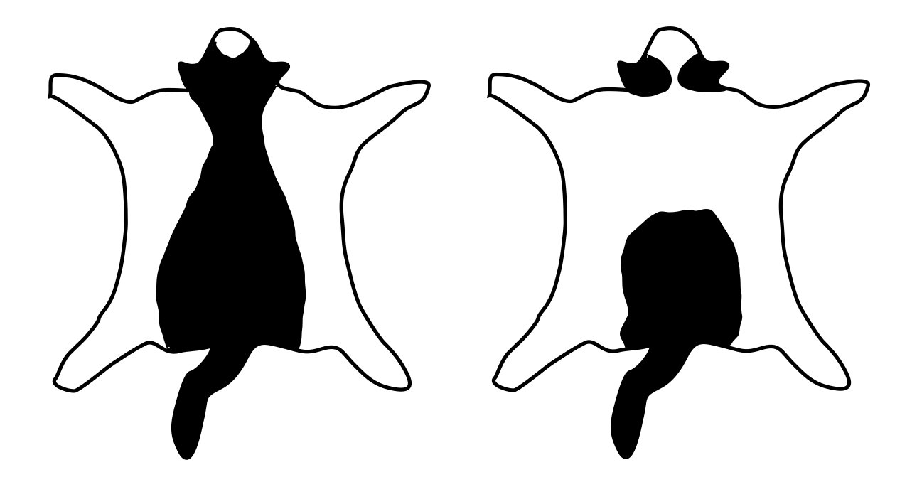 7+ Bicolor Pattern Variations in Cats (And Why They Occur) - PetHelpful