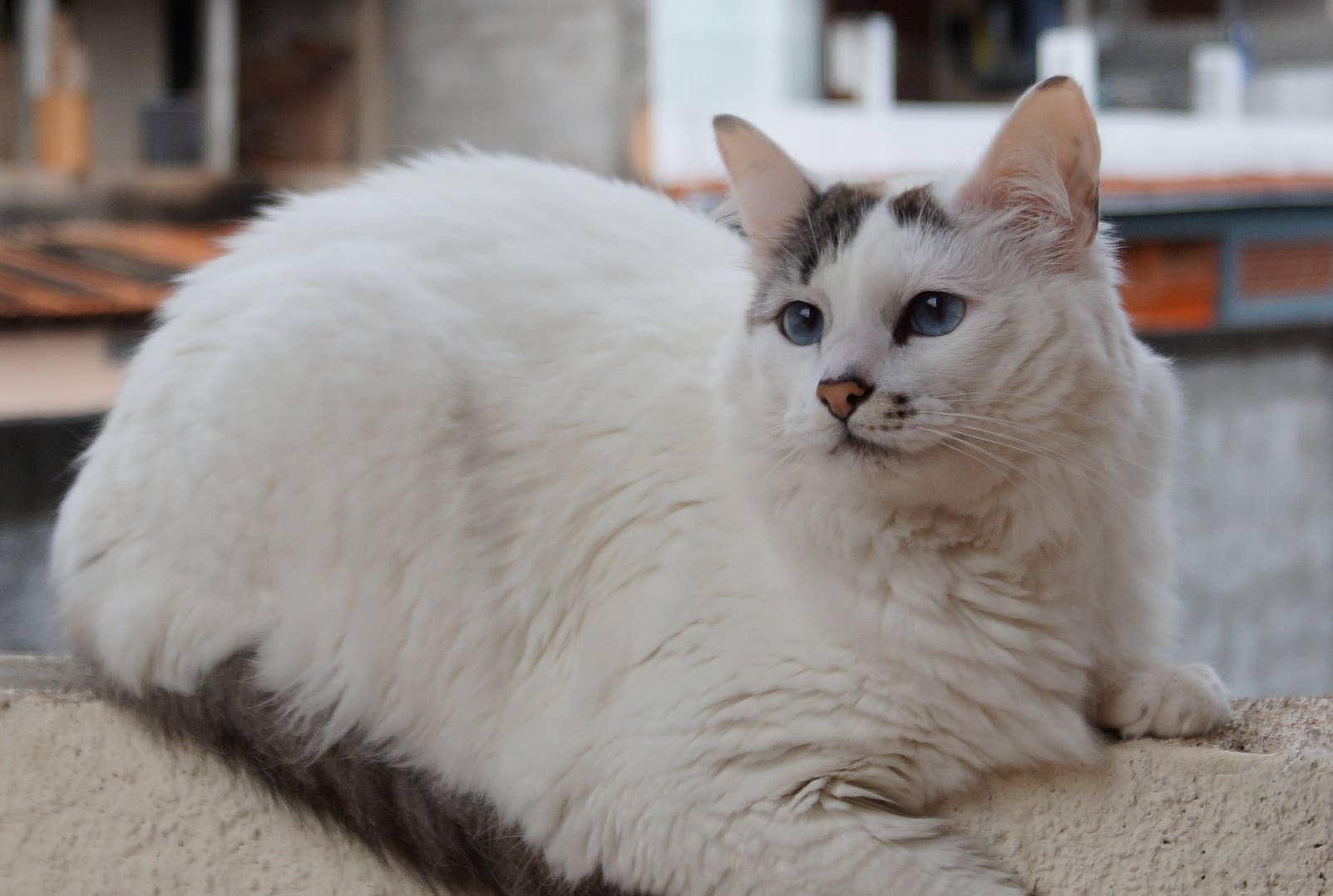 7+ Bicolor Pattern Variations in Cats (And Why They Occur) - PetHelpful