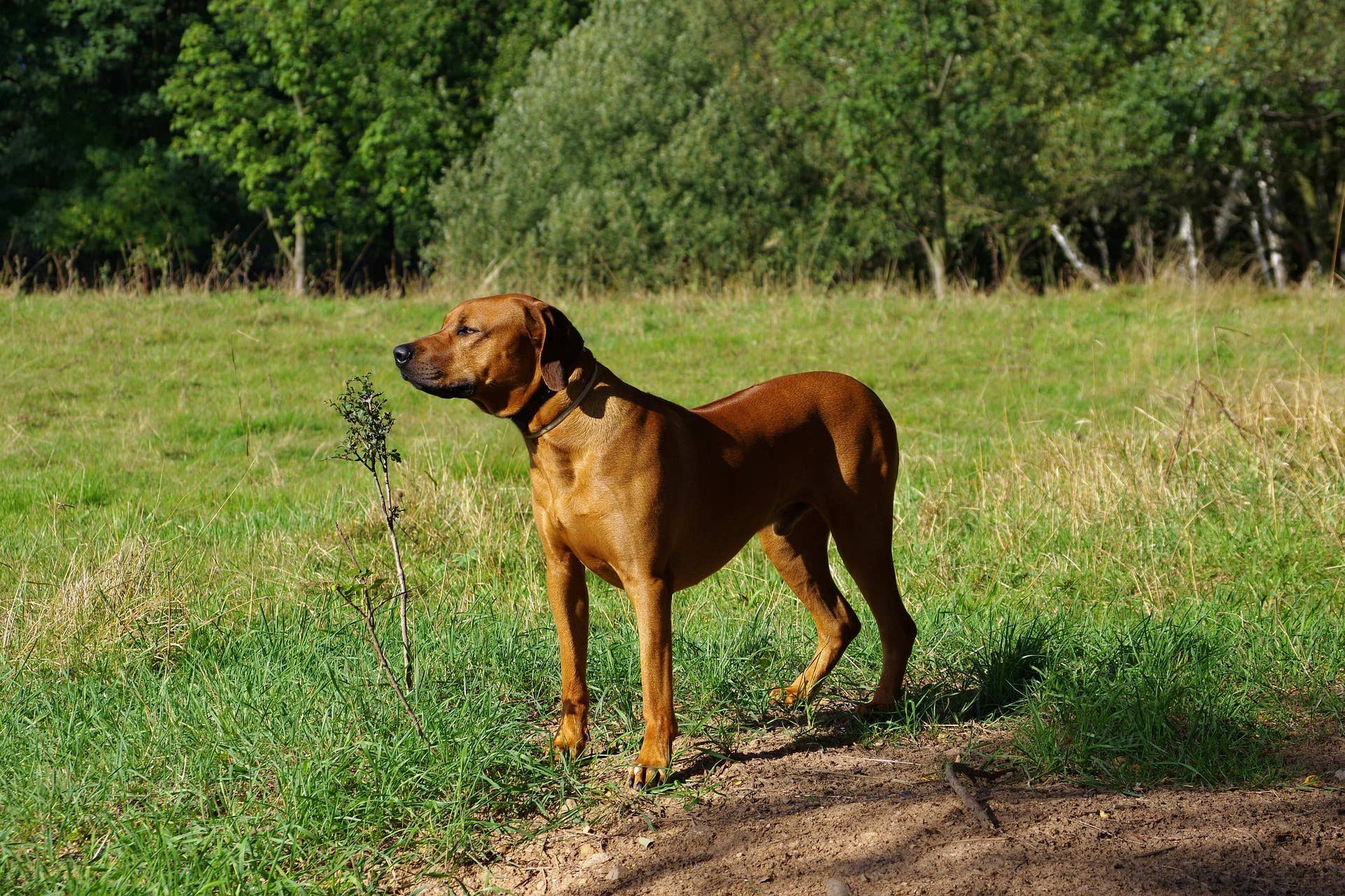 What Characteristics Physically Rhodesian Ridgeback Rhodesian Ridgeback: Breed History, Temperament, and FAQs - PetHelpful
