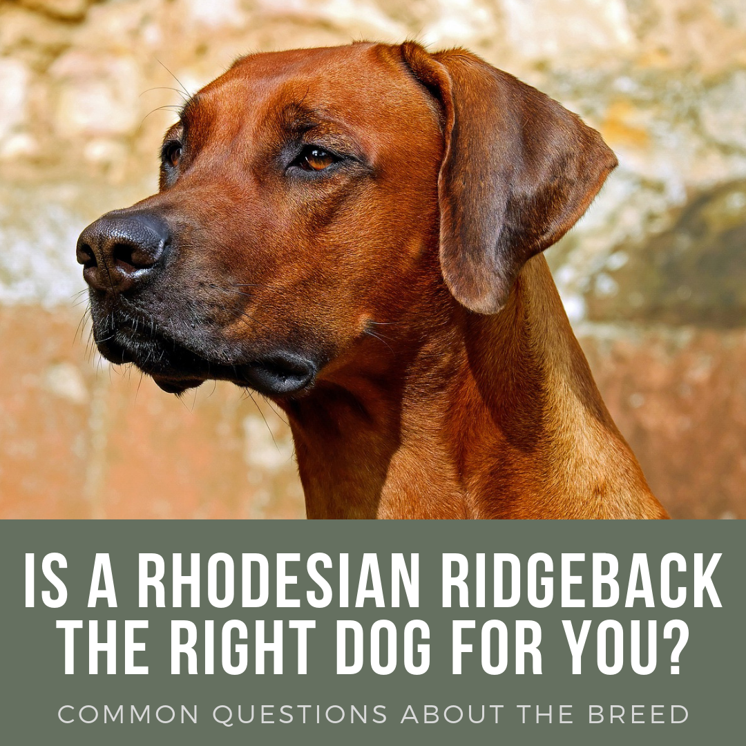 Rhodesian Ridgeback: Breed History, Temperament, and FAQs - PetHelpful