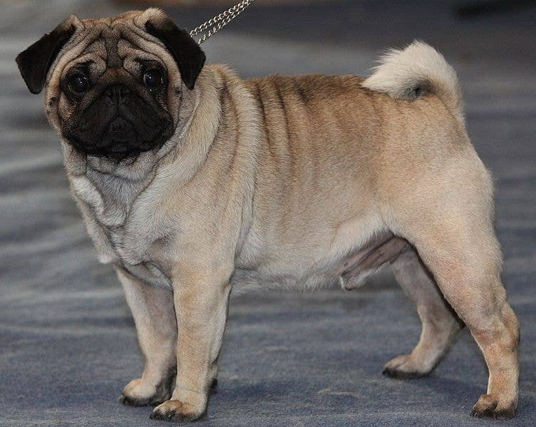 The Suffering Inbred Pug - PetHelpful