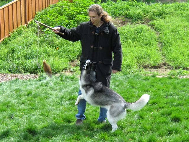 How to Calm a Hyperactive Puppy - PetHelpful