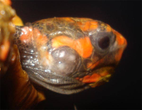 The Most Common Health Problems With Red-Footed Tortoises - PetHelpful