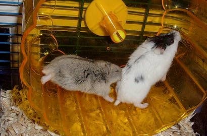 How Do Hamsters Communicate With Each Other and With Humans? - PetHelpful