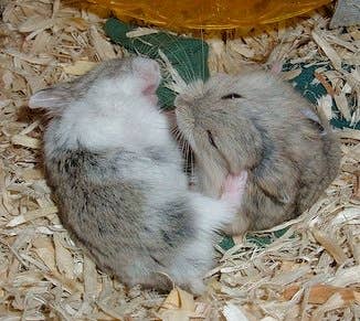 How Do Hamsters Communicate With Each Other and With Humans? - PetHelpful