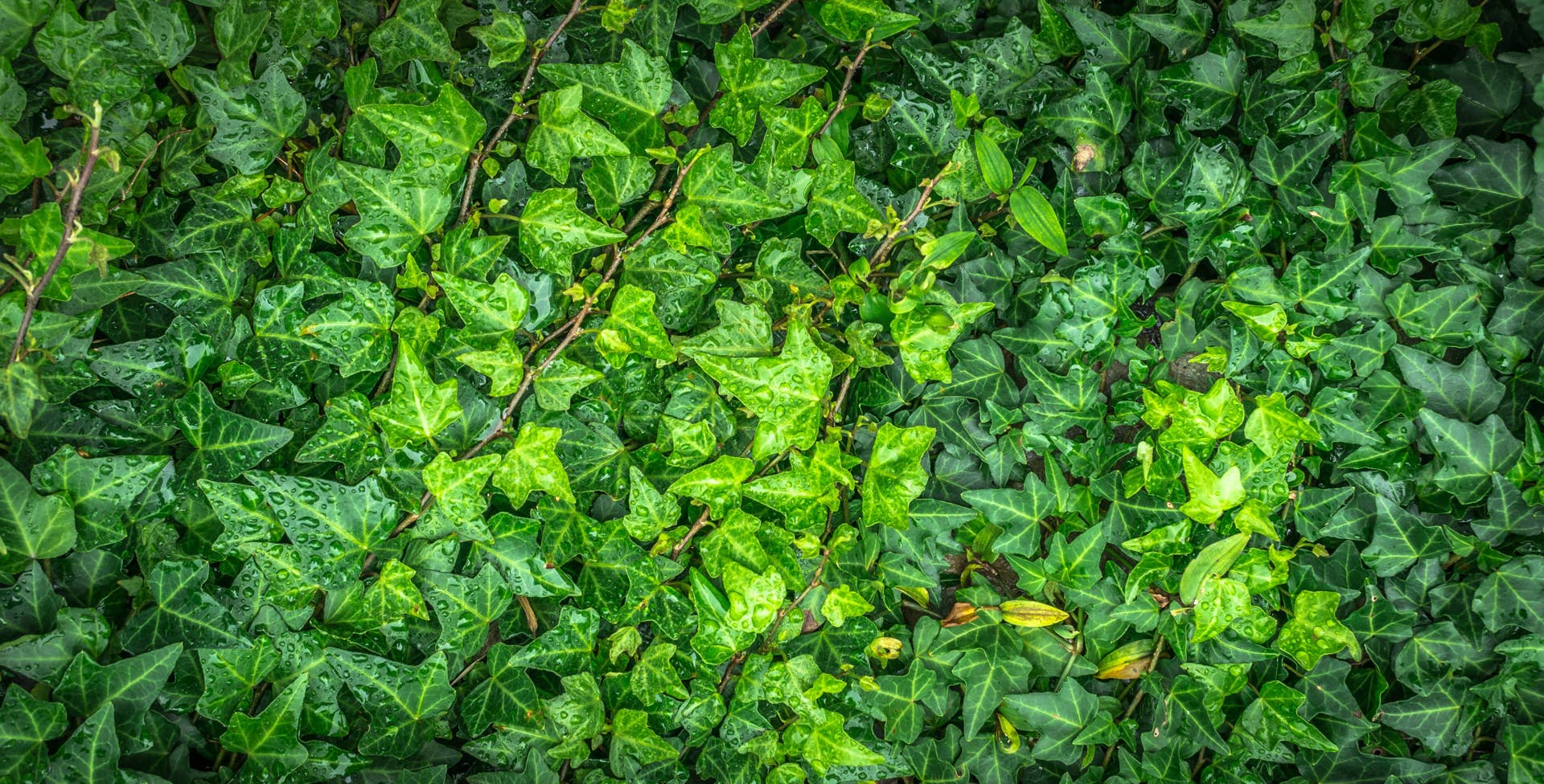 Cat Safety: Which Houseplants Are Toxic? - PetHelpful