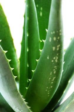 didymos agave Buy Smooth Edge Agave Phoenix, AZ | Agave desmettiana main image 1