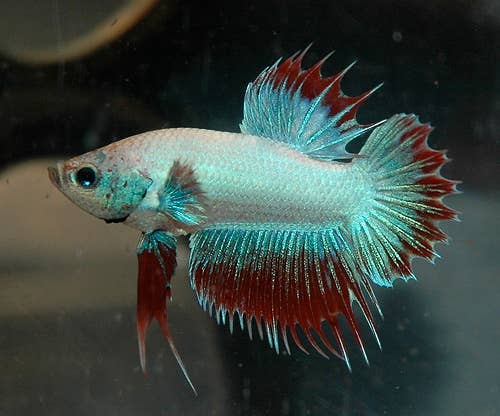 Fish Care: Siamese Fighting Fish (Betta) - PetHelpful