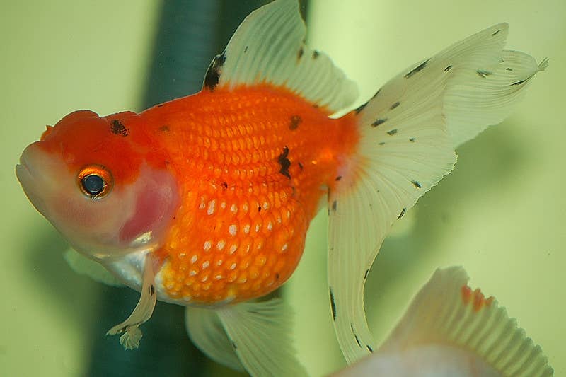 Goldfish Varieties: A Brief Look at 15 Popular Types - PetHelpful