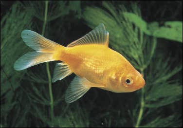 Goldfish Varieties: A Brief Look at 15 Popular Types - PetHelpful
